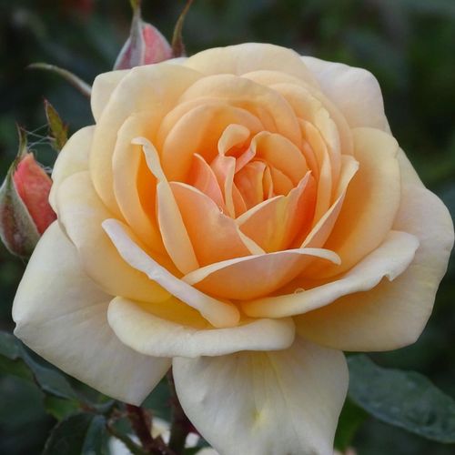 E-commerce, vendita, rose, in, vaso rose floribunde - giallo - Rosa Sweet Honey ® - rosa dal profumo discreto - W. Kordes & Sons - ,-